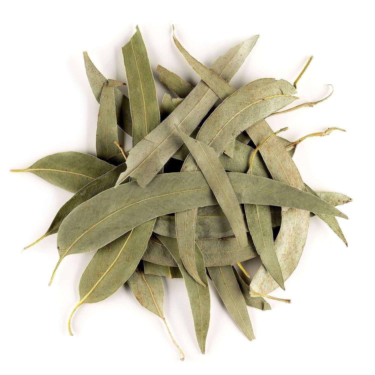 Eucalyptus Leaf