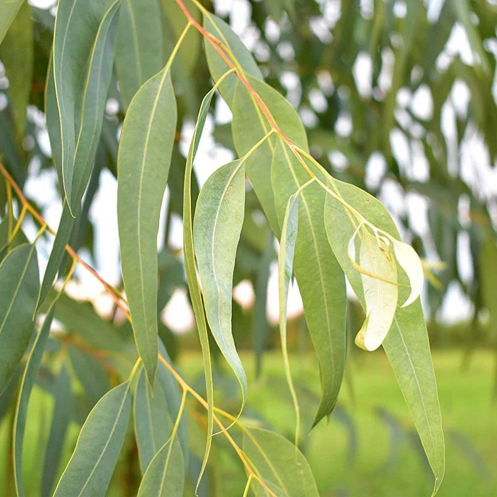 Eucalyptus Leaf