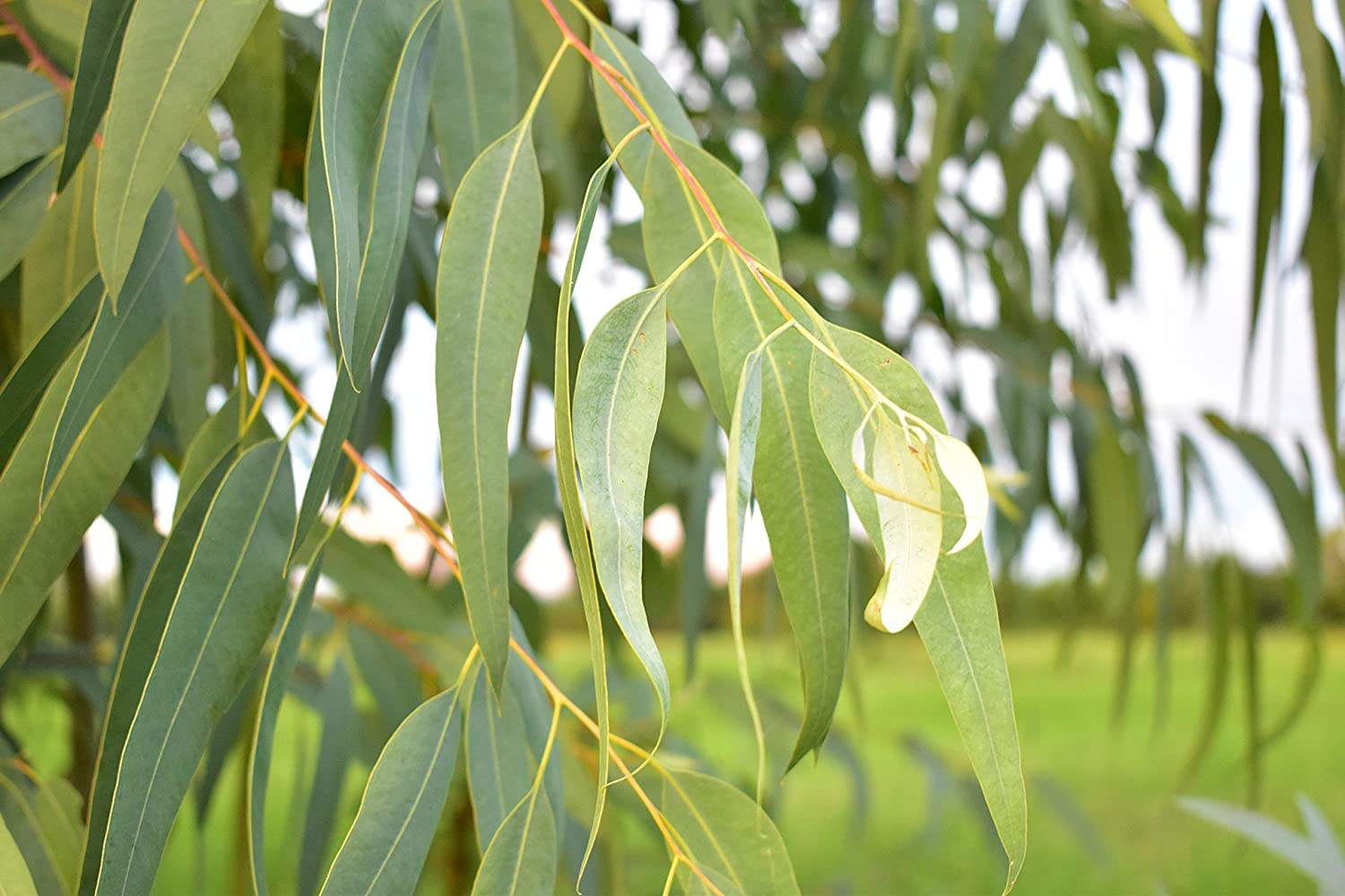 Eucalyptus Leaf