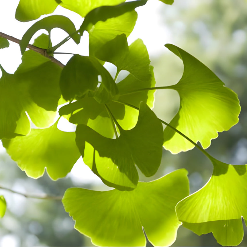 Ginkgo Leaf