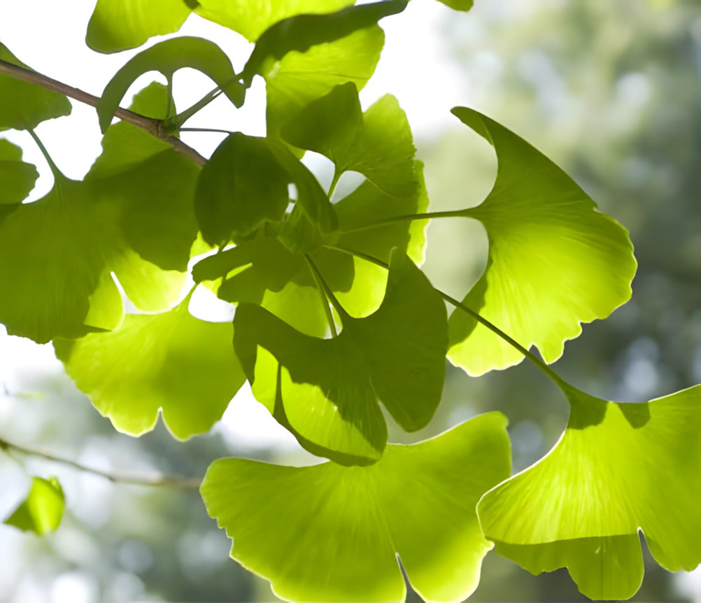 Ginkgo Leaf
