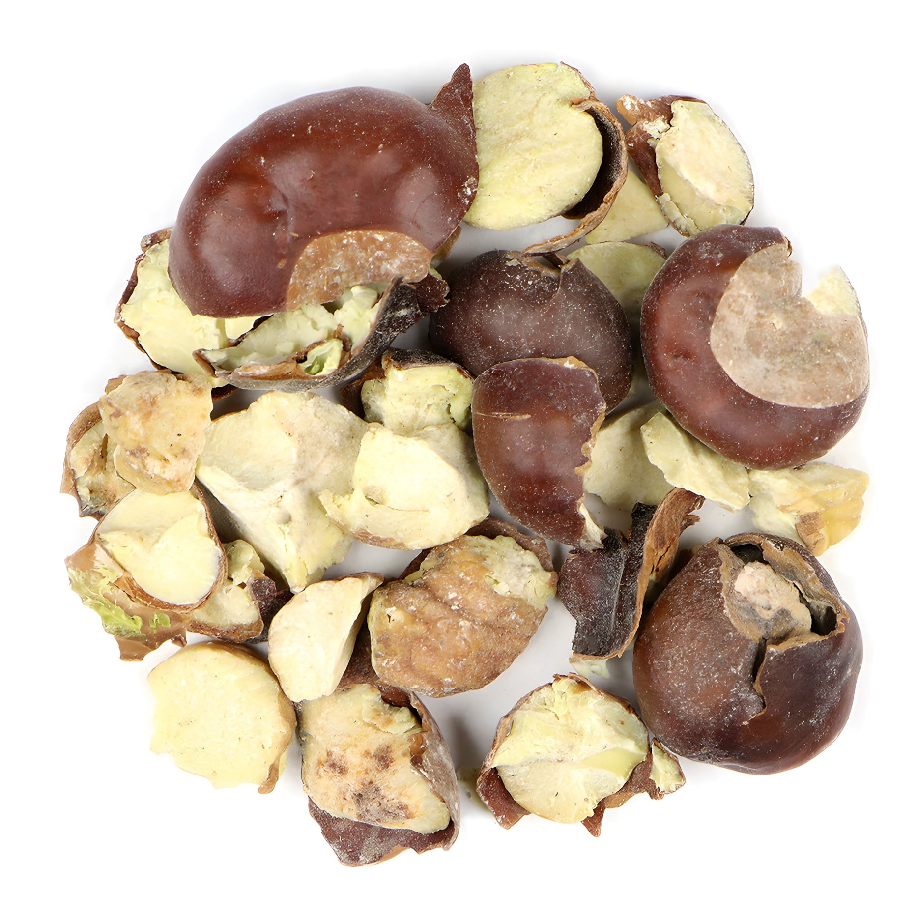 Horse Chestnut