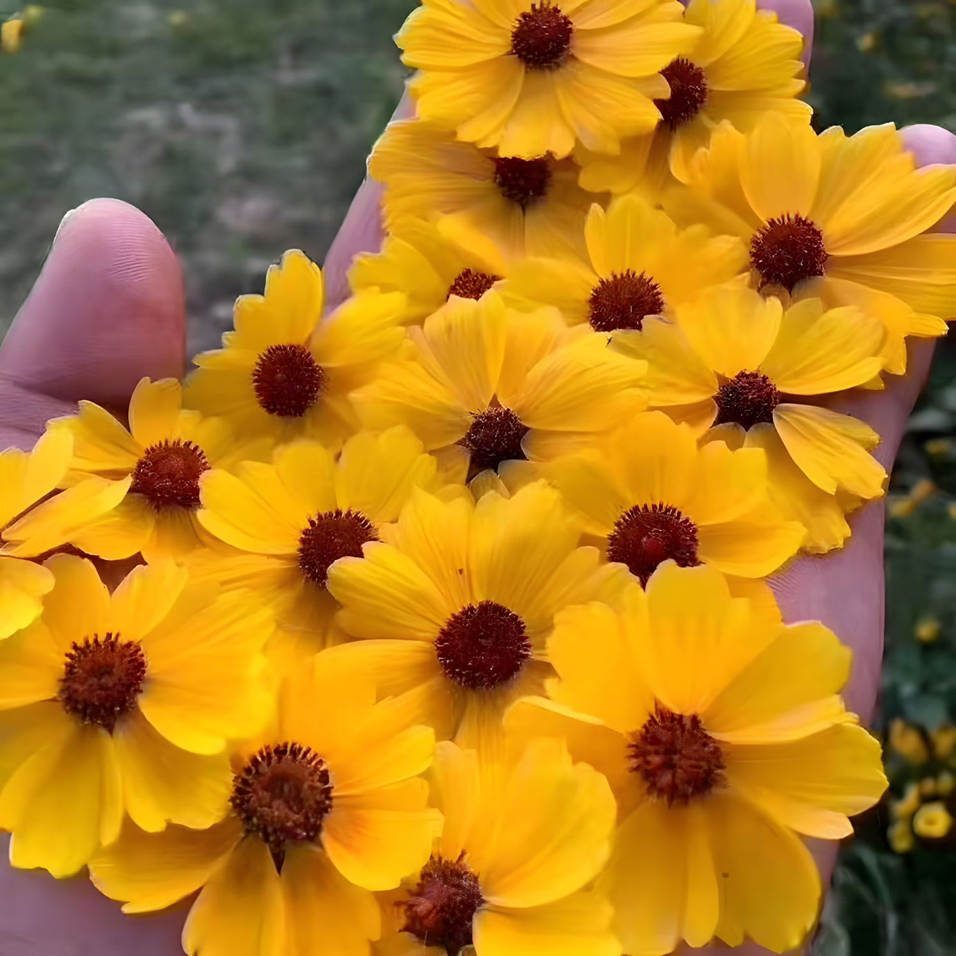 Kunlun Snow Chrysanthemum