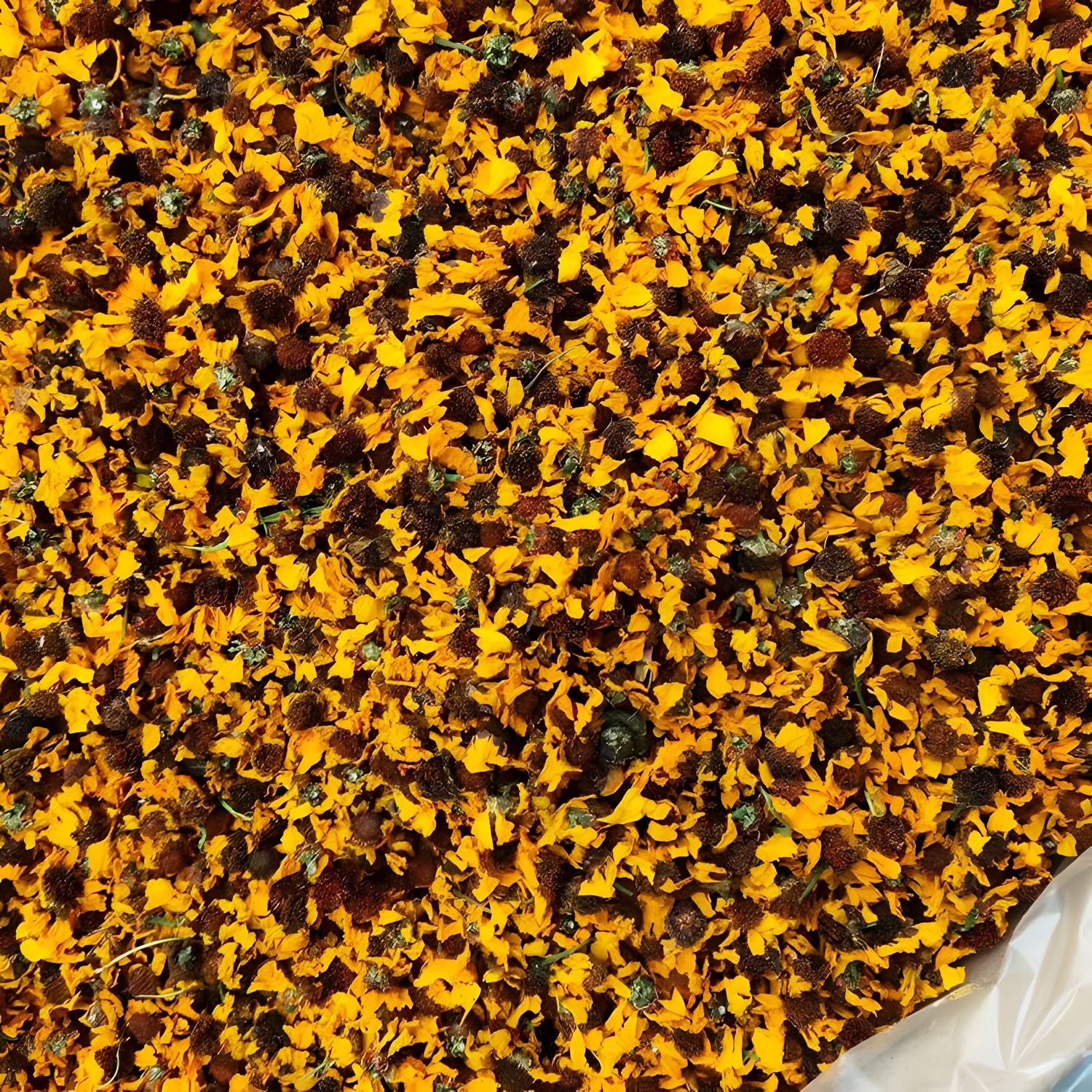 Kunlun Snow Chrysanthemum