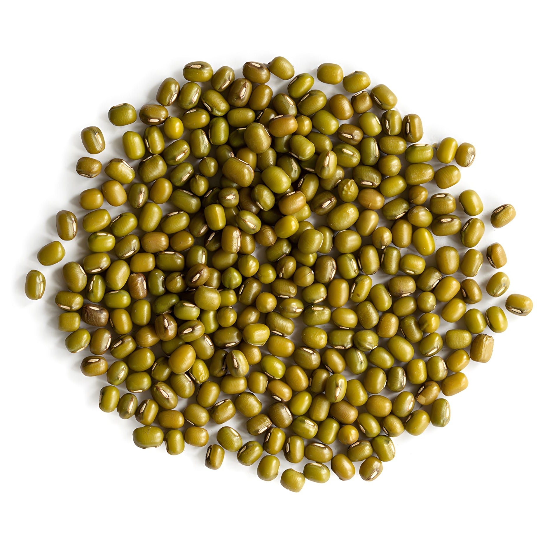 Mung Bean Sprouting Seed