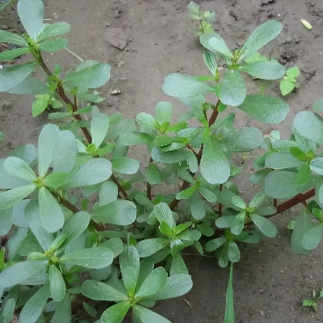 Purslane