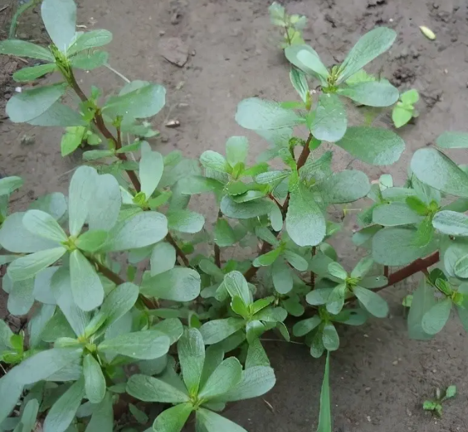 Purslane