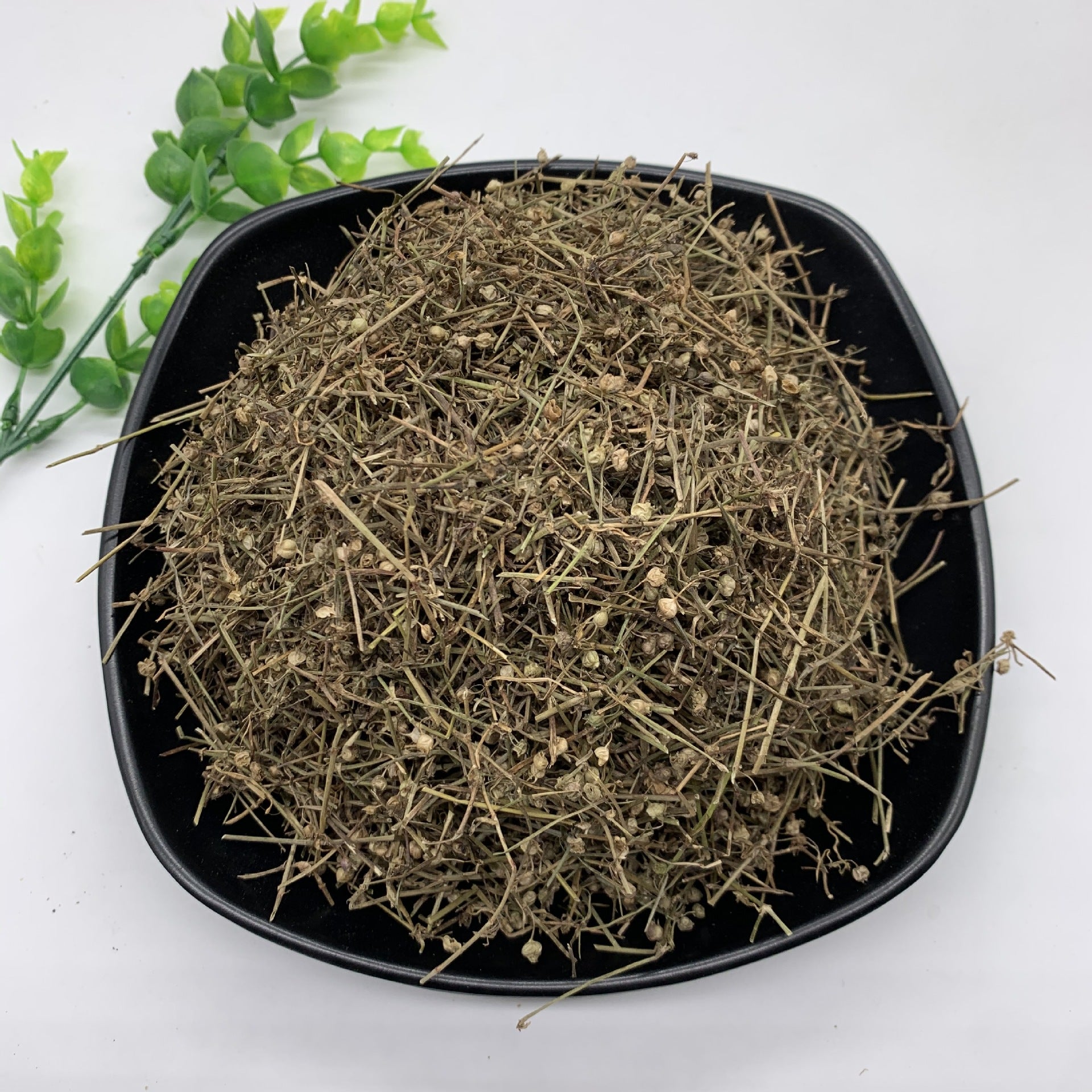 Scleromitrion Diffusum